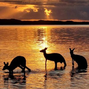 kangaroos at noosa sunriswe