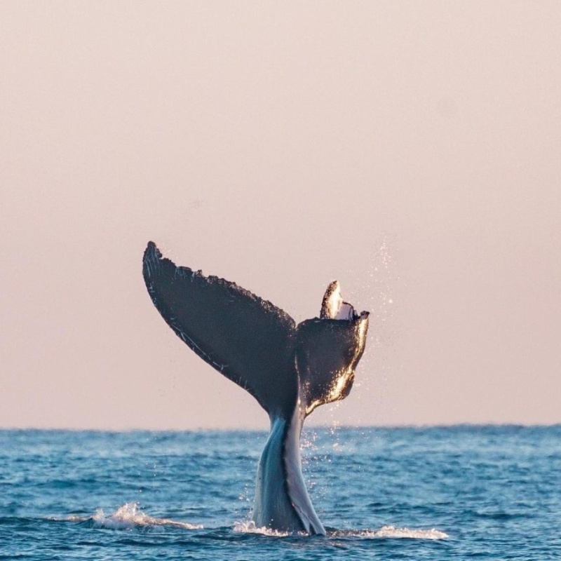 whale watching noosa